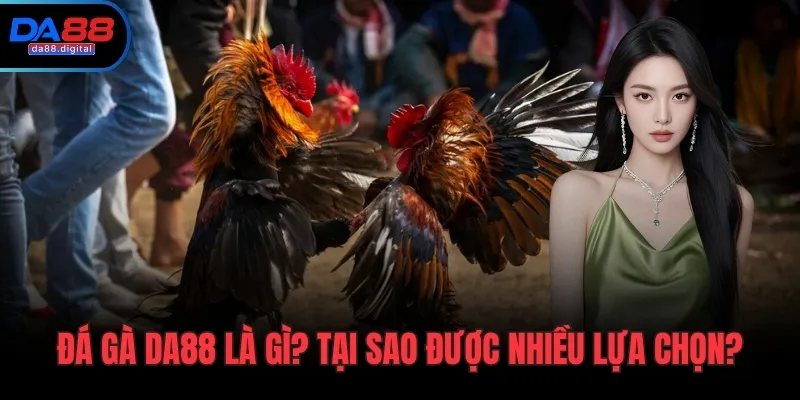 Đá gà DA88 là gì? Tại sao được nhiều lựa chọn?